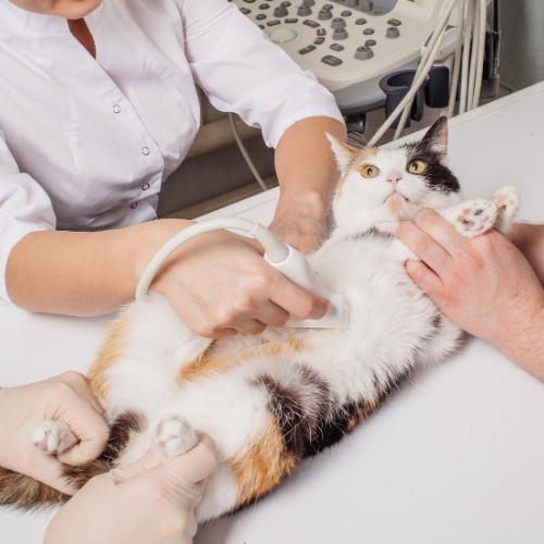Vet performing ultrasound for cat