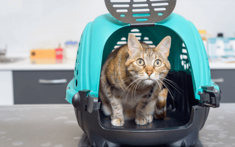 Cat inside a carrier