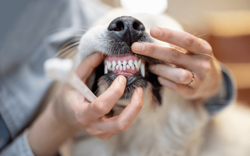 Vet examining dog's teeth