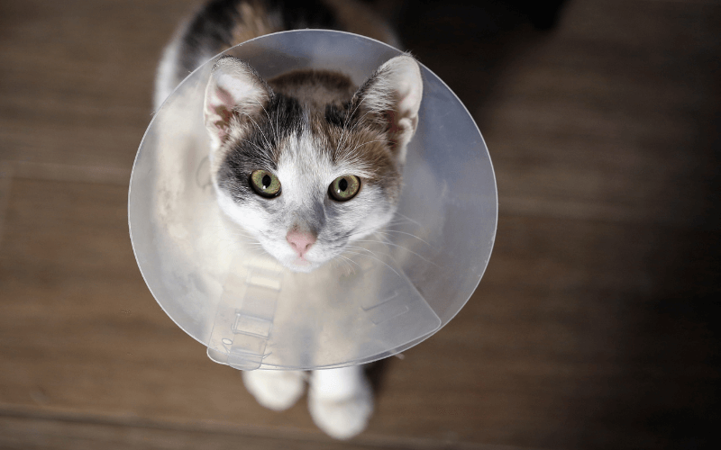 Cat wearing surgery cone