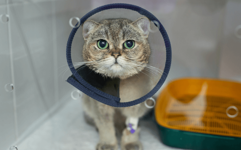 Cat wearing surgery cone