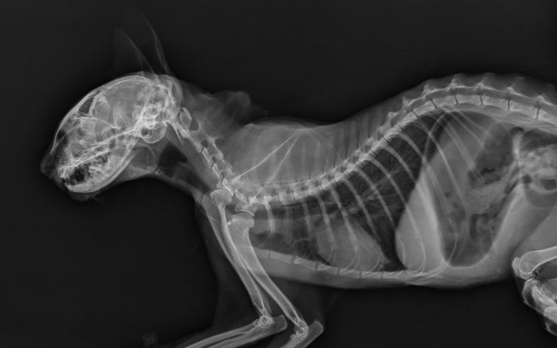 Vet holding cat and checking X-ray
