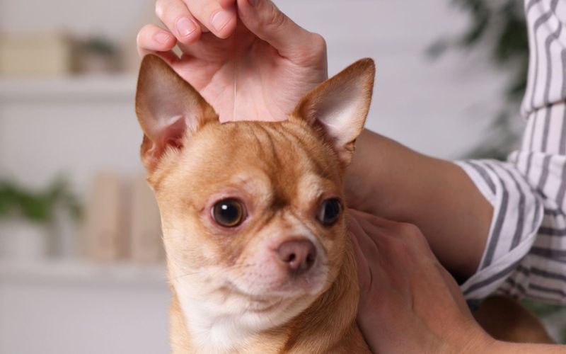 Pet Acupuncture