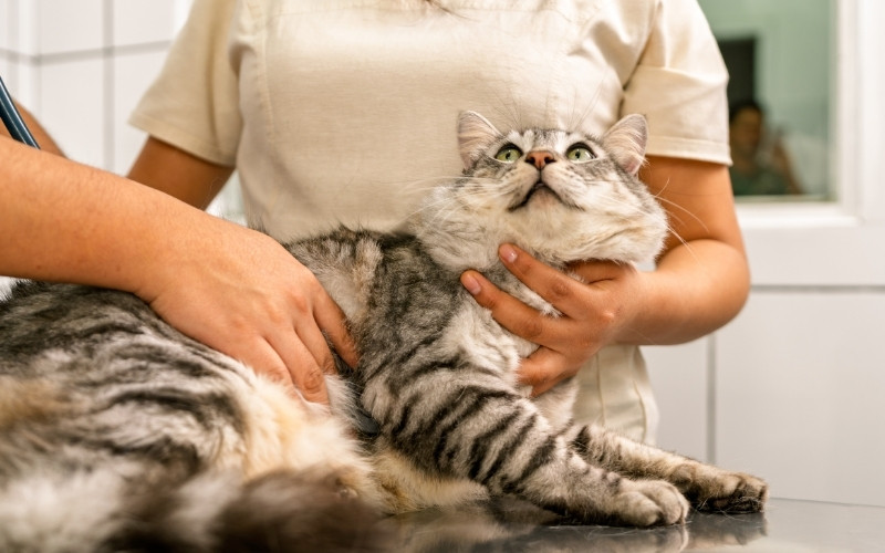 full-service a person gently holds a cat while a veterinarian examines it
