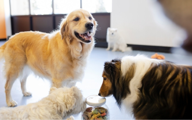 pet boarding a trio of dogs stands around a food bowl