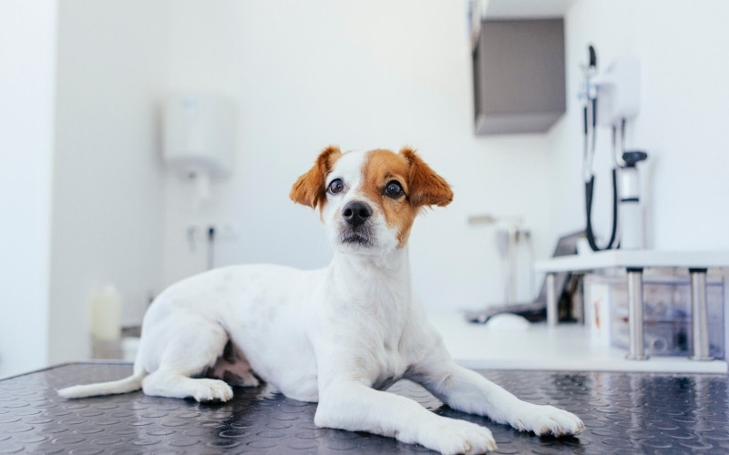 a dog sitting calmly on a table in a veterinary clinic