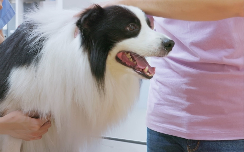 a veterinarian examines a dog