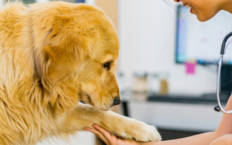 a veterinarian gently holding dog's paw