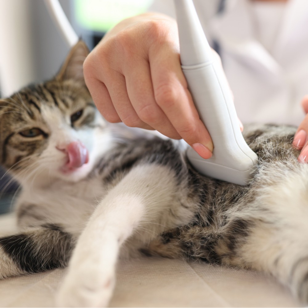 a cat getting an ultrasound