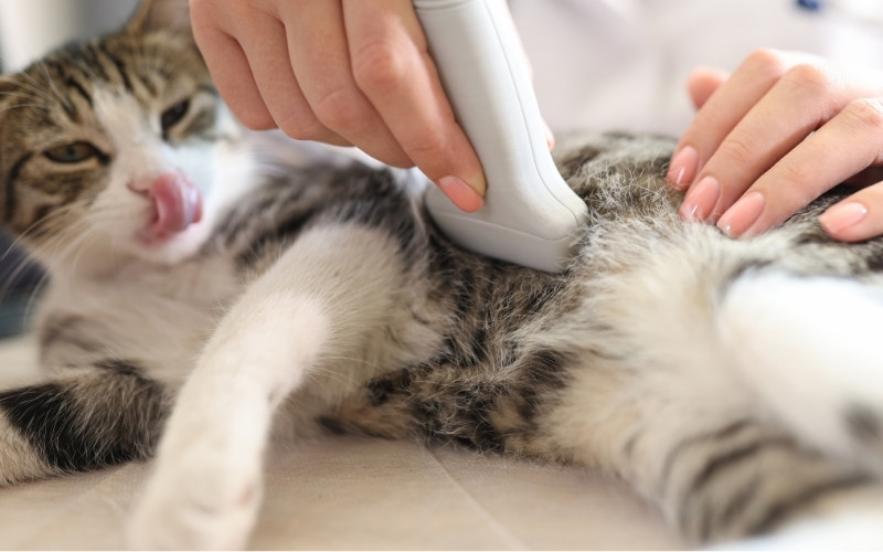 a cat getting an ultrasound