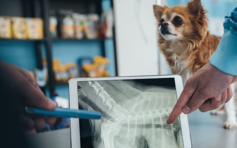 a vet reviewing dog radiograph